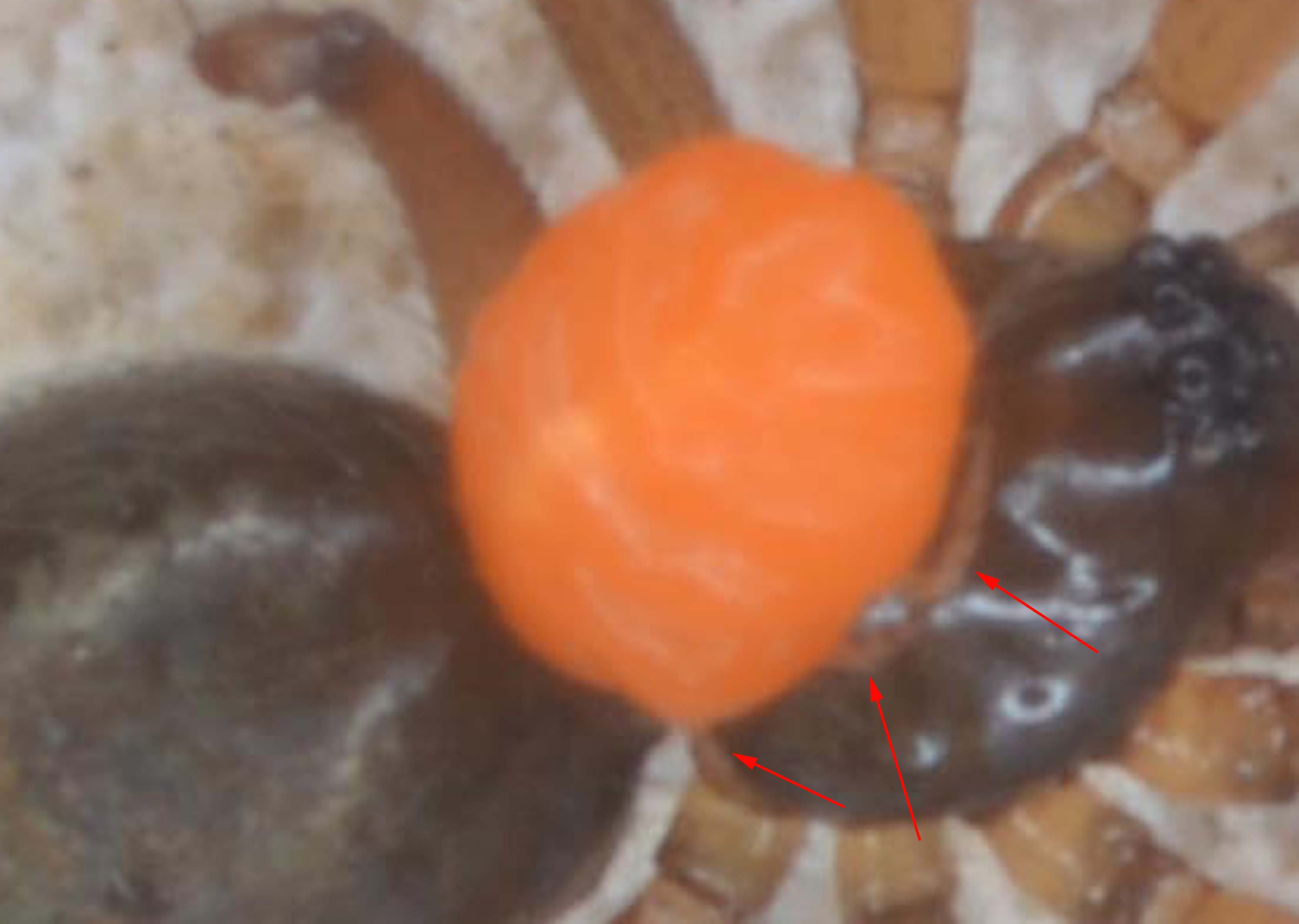Linyphiidae parassitato